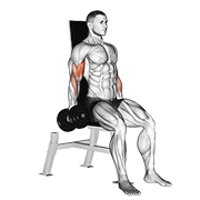 Сидя внутреннее сгибание на бицепс с гантелями