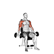 Сидя сгибание на жим бицепс плечами с гантелями (на бицепс)